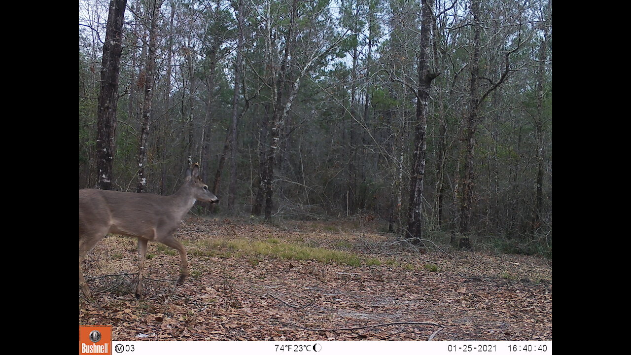 2021 Deer Cameras