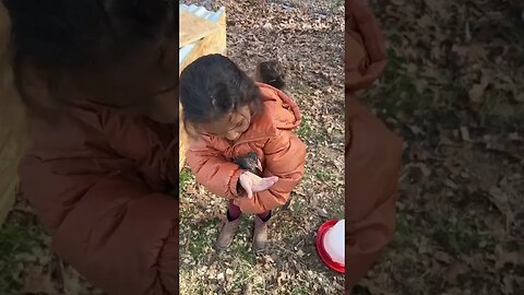 Trying to hand feed the chickens #farmlife #happy #chickens #homestead #farmanimals #yt #ytshorts