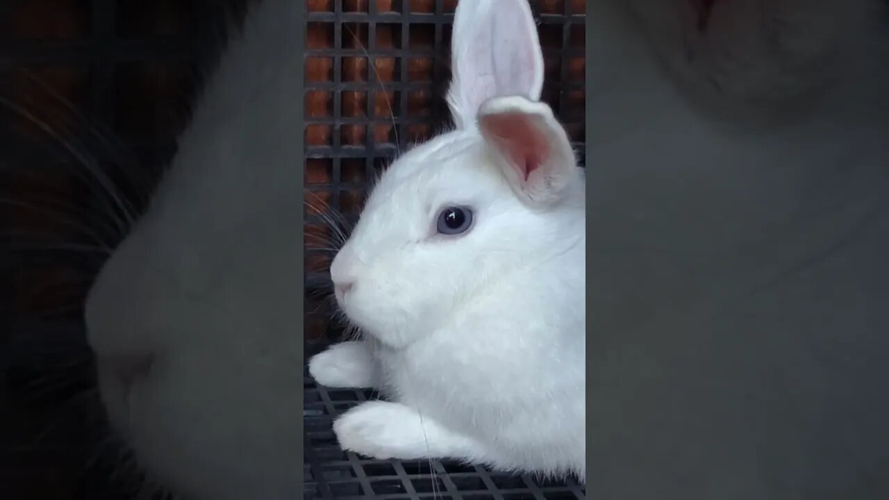 Rabbit Turbo 🐰 charmoso e grandão, Pedro Coelho