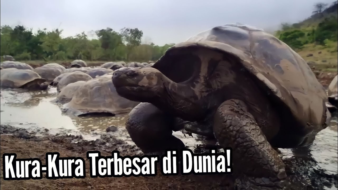 Inilah Galapagos Tortoise, Spesies Kura-kura Terbesar di Dunia!