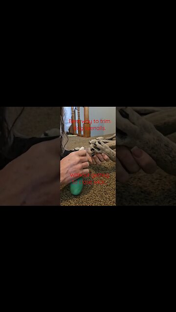 Best way to trim dogs toenails... #shortsvideo #dog #social #socialmedia