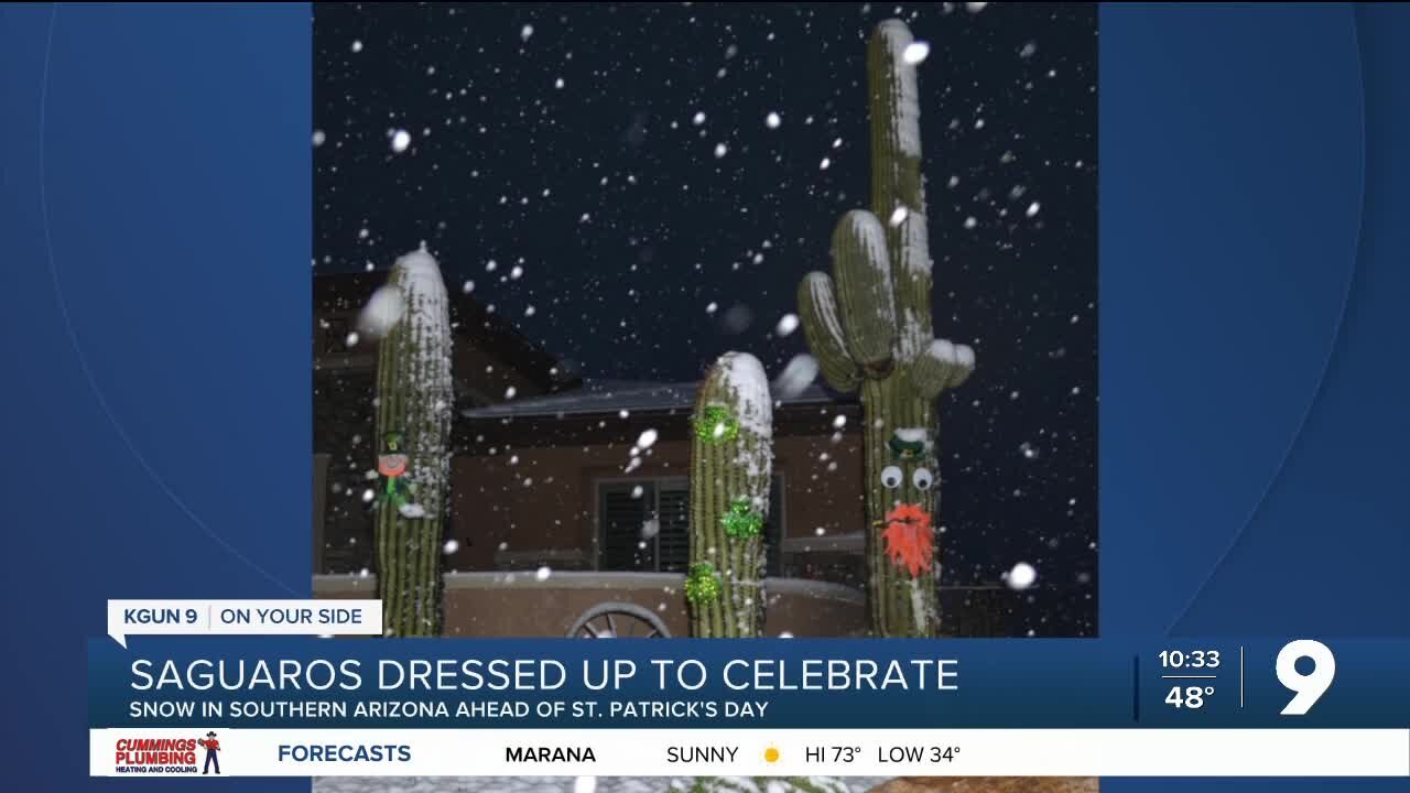 Saguaros dressed up to celebrate snow in the Old Pueblo ahead St. Patrick's Day