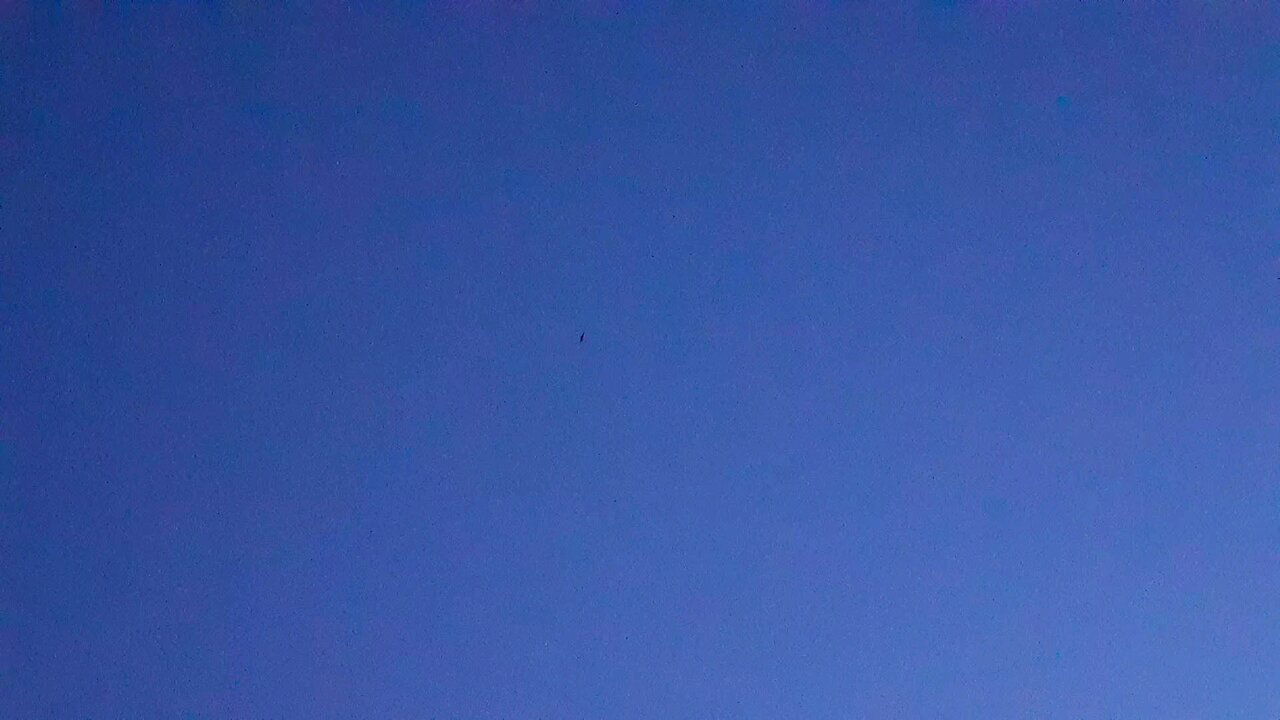 Night Hawks singing and eattin!!