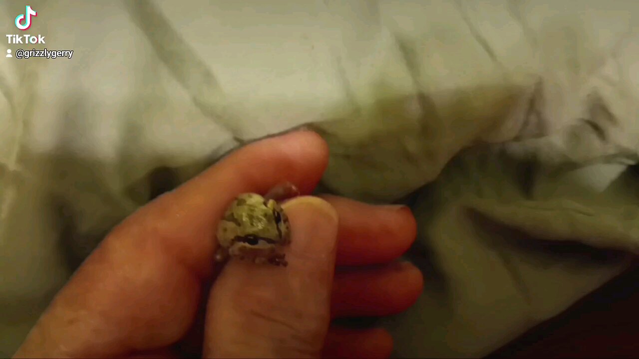 FROGS LIKE ME