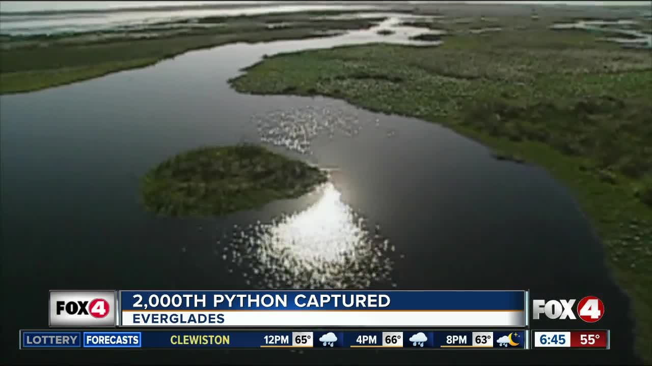 2,000th Python captured in Everglades