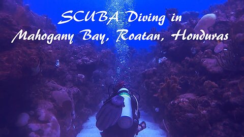 SCUBA diving in Honduras on Thanksgiving Day 2024