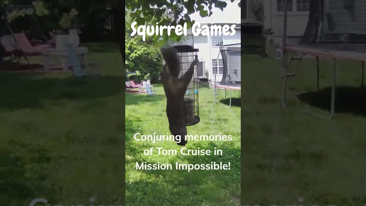 This Squirrel is Too Much! You Won't Believe What It Does Next! #shorts