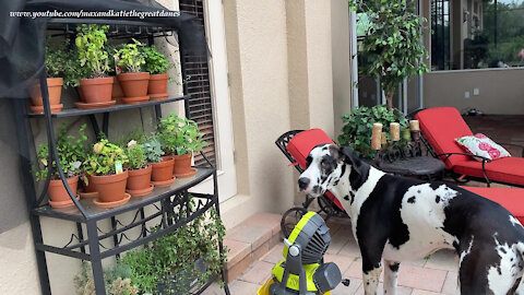 Great Dane Inspects Ryobi Herb Garden Misting Fan