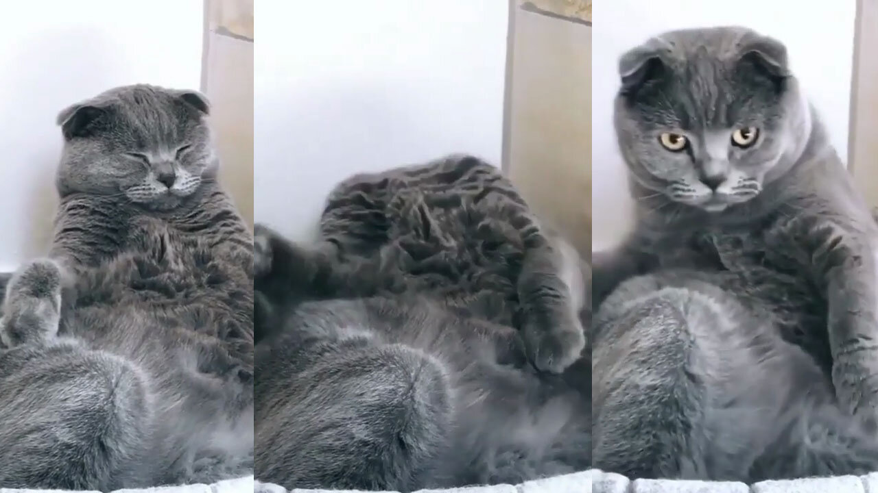 cute cat fall asleep like a human