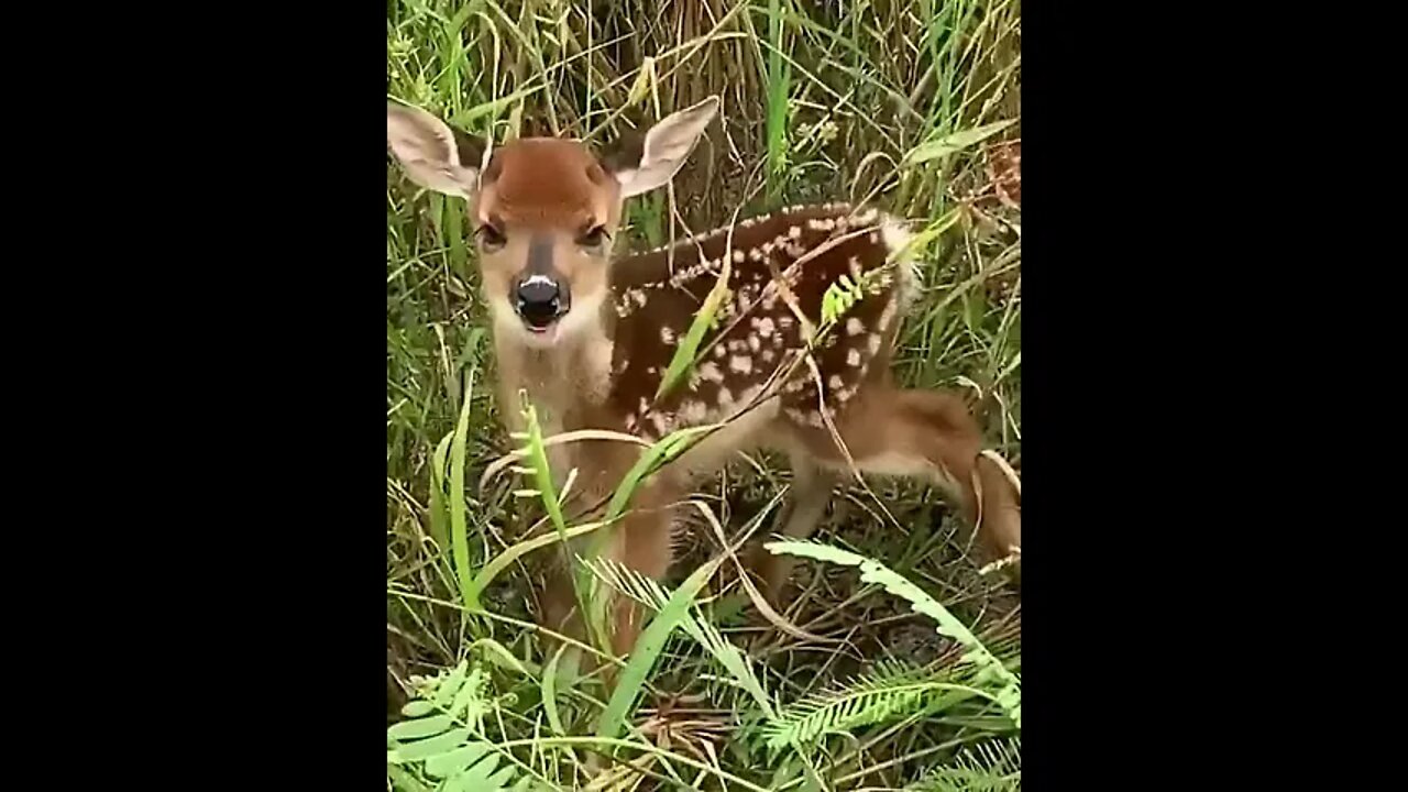 Cutest Baby #Shorts #ytshorts #UbertainmentFun