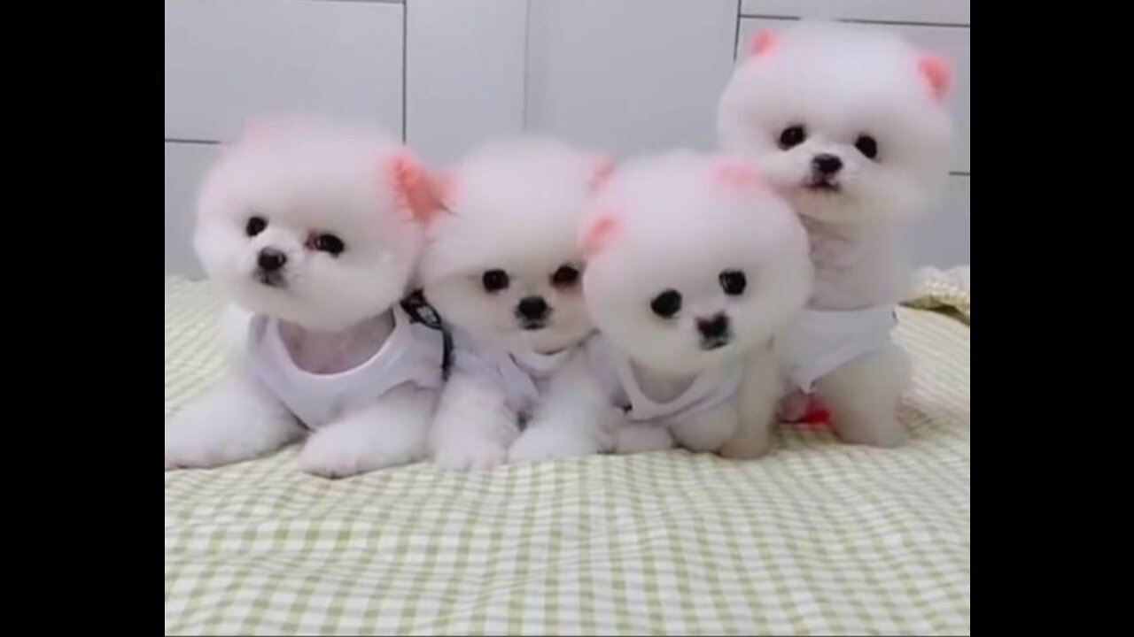 Funny and Cute Dogs Videos Compilation 2021_#shorts