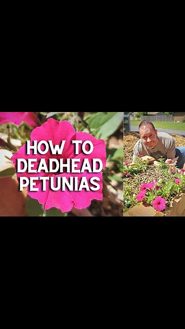✂ How to Deadhead Petunias #shorts ✂