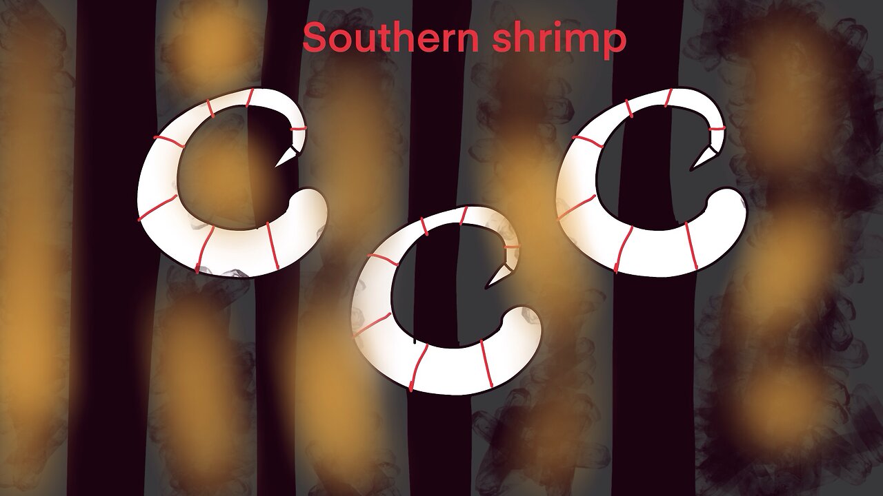 Big southern shrimp