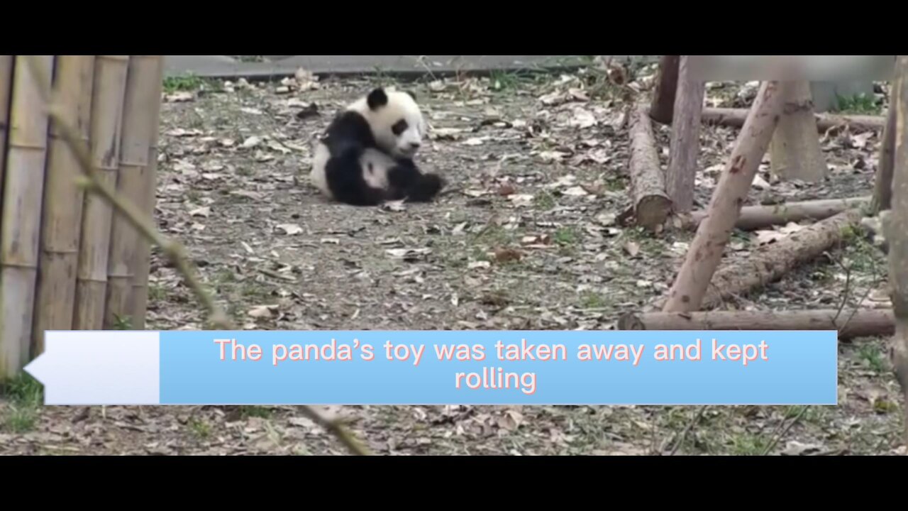 The giant panda in nature is fluffy, I like it very much