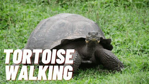 Pet Tortoise Walking Video In The Park | Walking Turtle Pet Video | Kingdom Of Awais