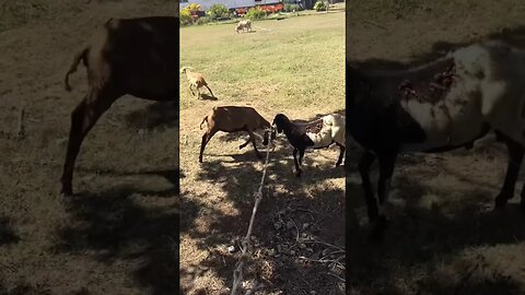 Animal Arrested For Treason