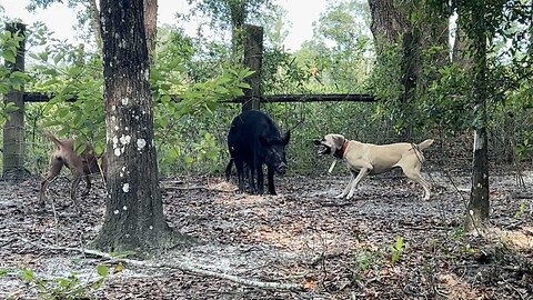 Training Dogs to HUNT!