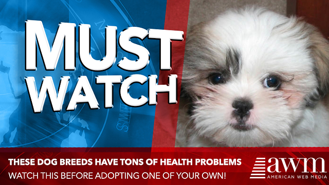 Veterinarians Publish Critical Report Urging People To Stop Buying Certain Dog Breeds