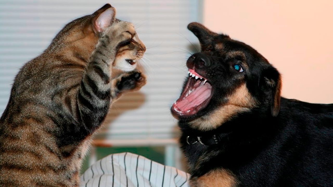 Dog tries to mimic cat's stretch, but falls over awkwardly