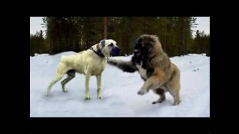 Kangal Dog vs Caucusian Dog BIGGEST Fight. 😢 VERY DANGEROUS 🙈🙈