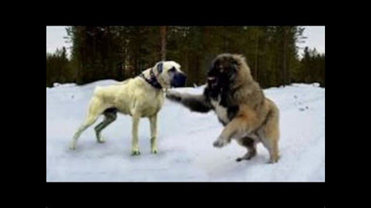 Kangal Dog vs Caucusian Dog BIGGEST Fight. 😢 VERY DANGEROUS 🙈🙈