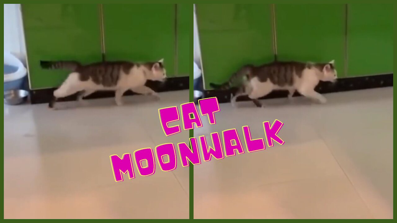 Cat Moonwalk