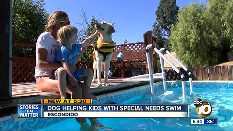 Dog helping kids with special needs swim