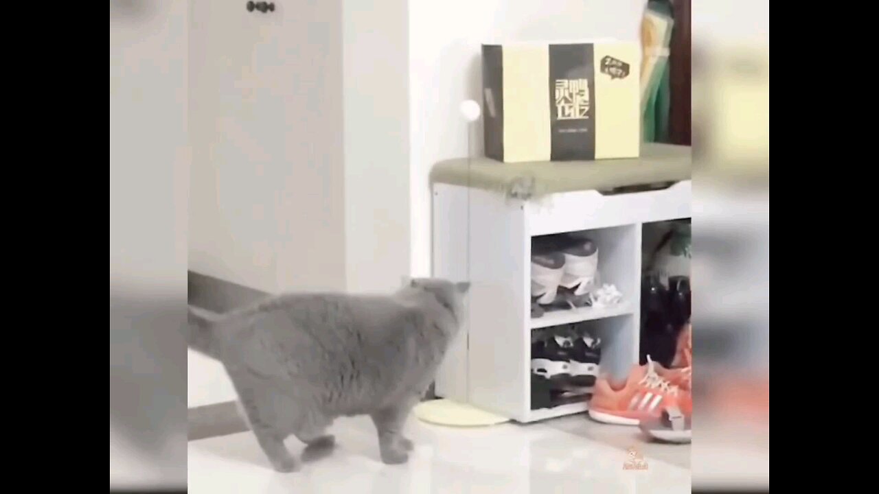 "Catitude Overload: Adorable and Hilarious Cat Shenanigans!" 🐾😻