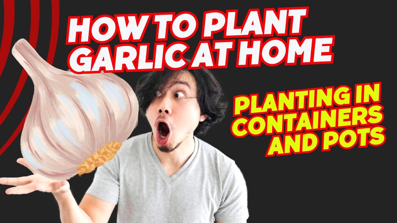 how to plant garlic at home (single clove) ·· #2 ·· Planting in containers and pots