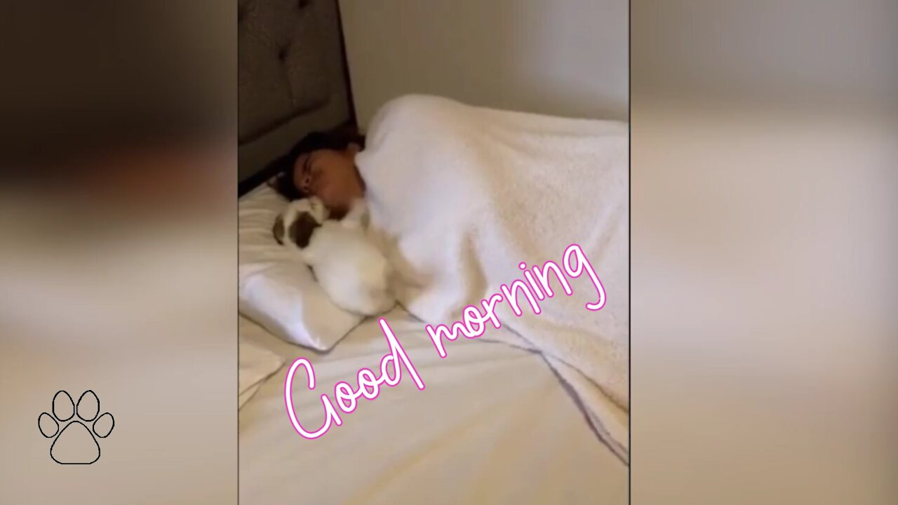 Puppy show how to wake up mommy