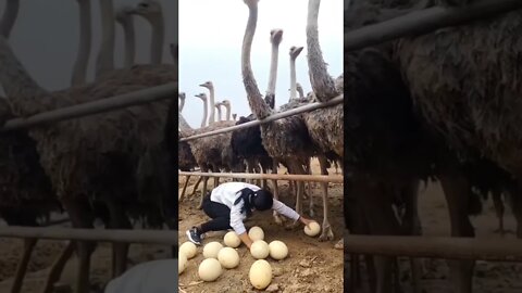 Pegando ovos dos Avestruzes 😱🦕🐣 #shorts