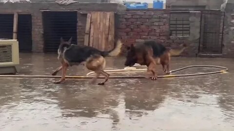 Puppy's Christmas Grooming #Puppy #Dogs #Shorts #Puppyvideo #Shortvideo #dog #doglover #cutedog