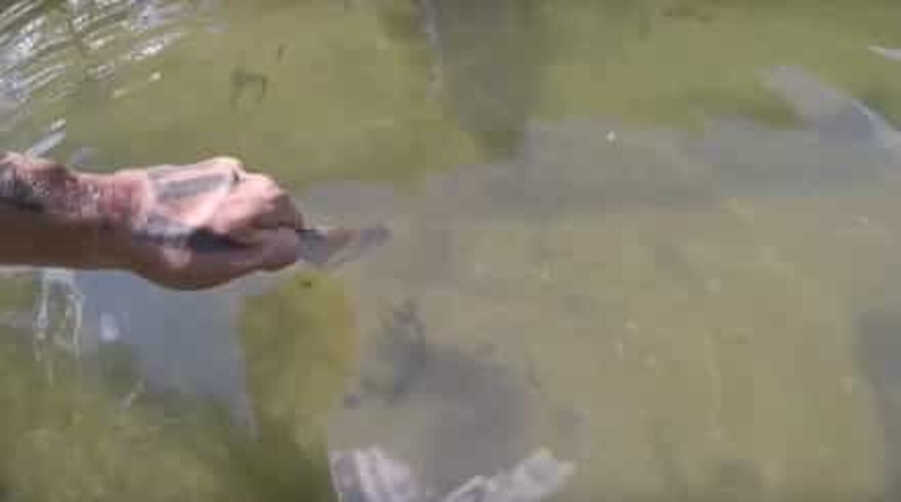 Peixe gigante pega comida da mão de homem