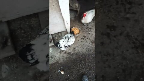 Good morning Rhiannon Rusty and drake