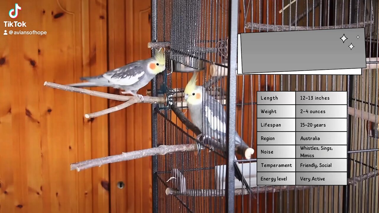 Cockatiel Info Sheet