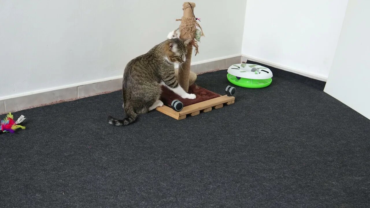 Cat War against the Evil Scratching Pole and Feather Wand