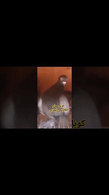 كوبل حمام الطاوسي المغربي الأصيل