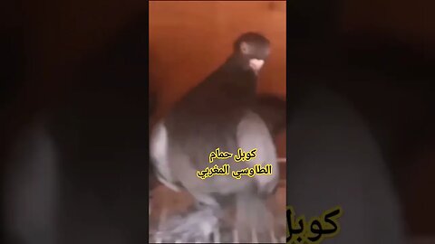 كوبل حمام الطاوسي المغربي الأصيل