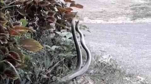 The King Cobra Snake Dances When They Are Mating