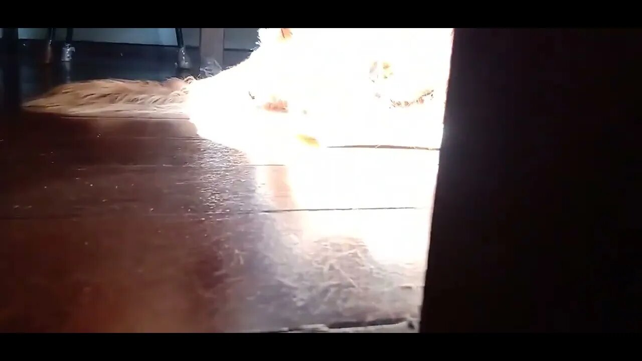 #dogshow , #amimals , #dogs