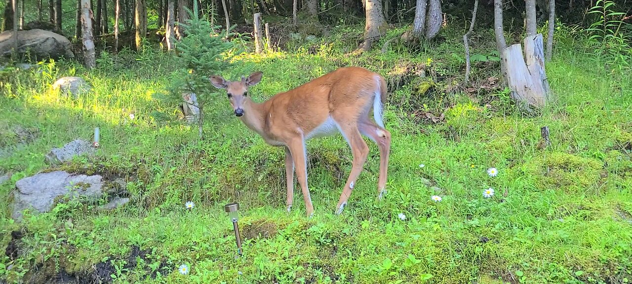 Young Buck on the property