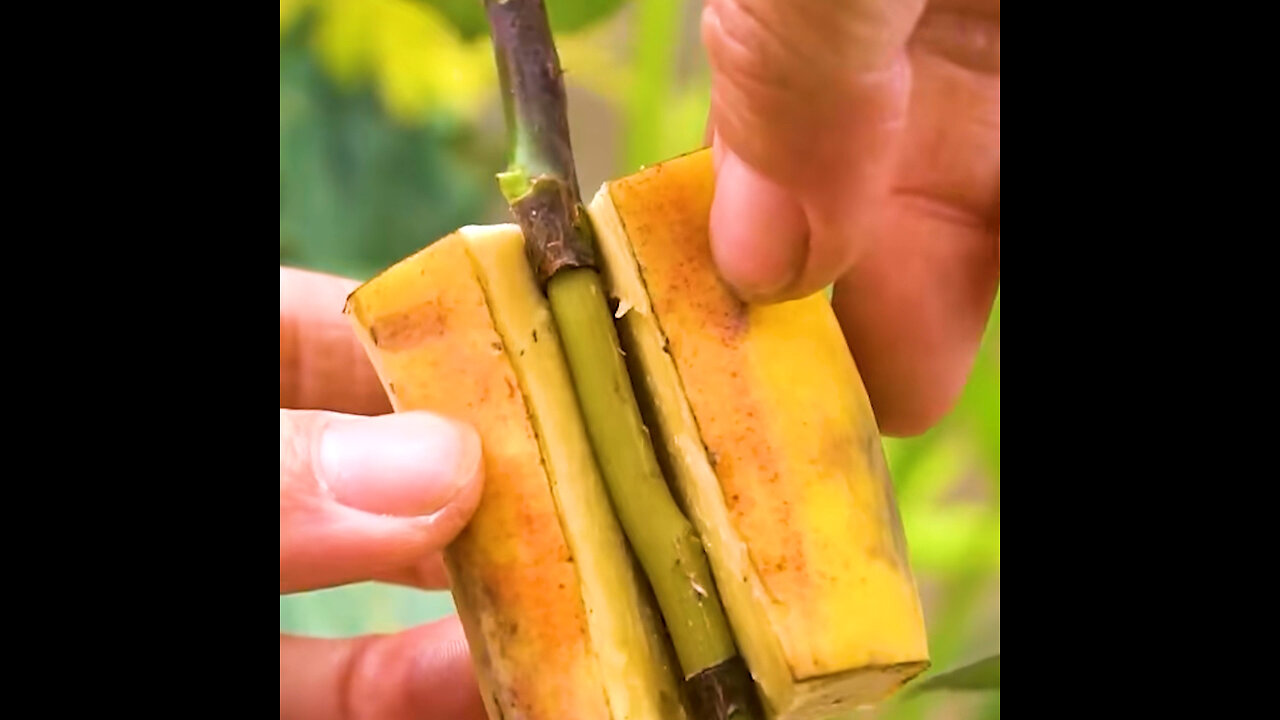 Propagating a rose using a plantain is a creative and unique method! 🌹❣️