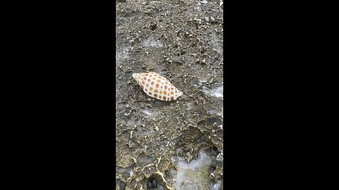 Supershell Sunday Junonia Sunrise! 4K