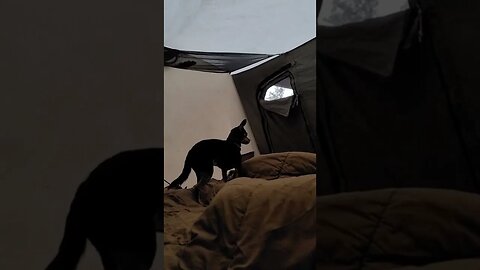 heard a noise and would not check it out