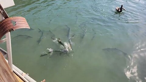 Tarpons Feeding on Chum