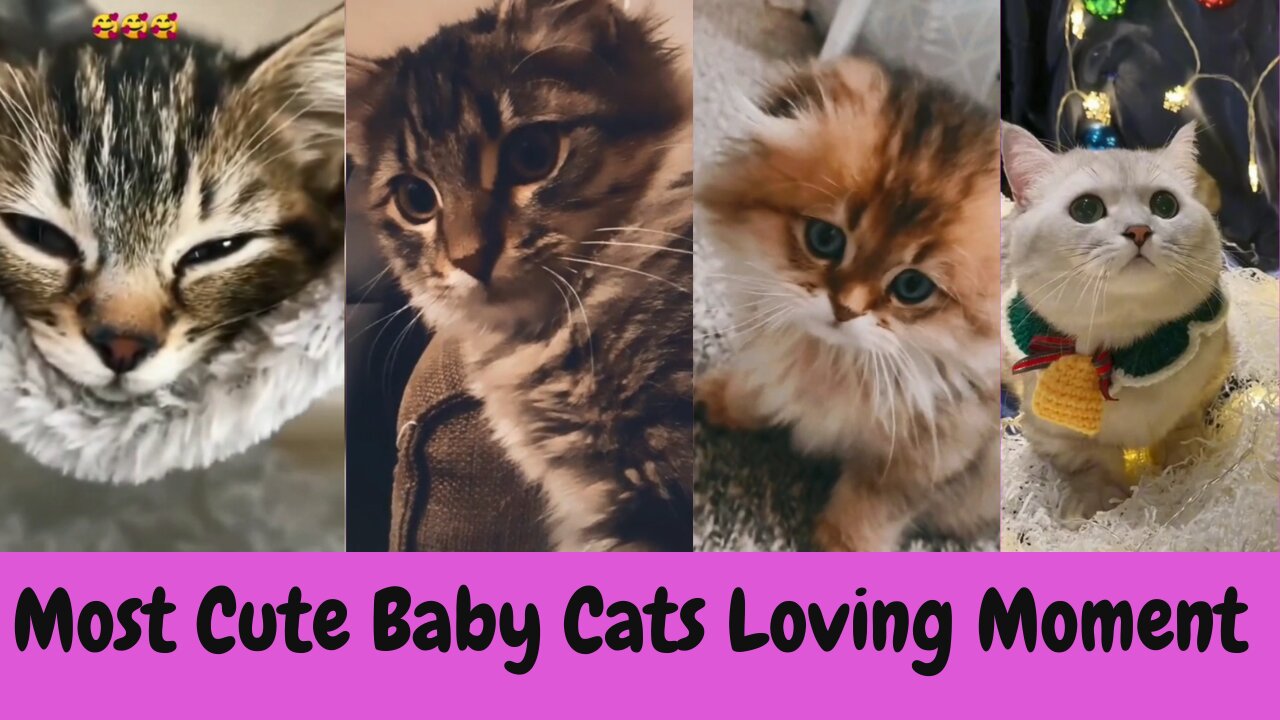 Cute Baby Cats Loving Moment | OMG So Cute ❤ - Best Cute Cats Videos 2022 #cat #cute #cats