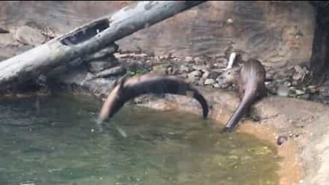 La lontra campionessa di tuffo acrobatico