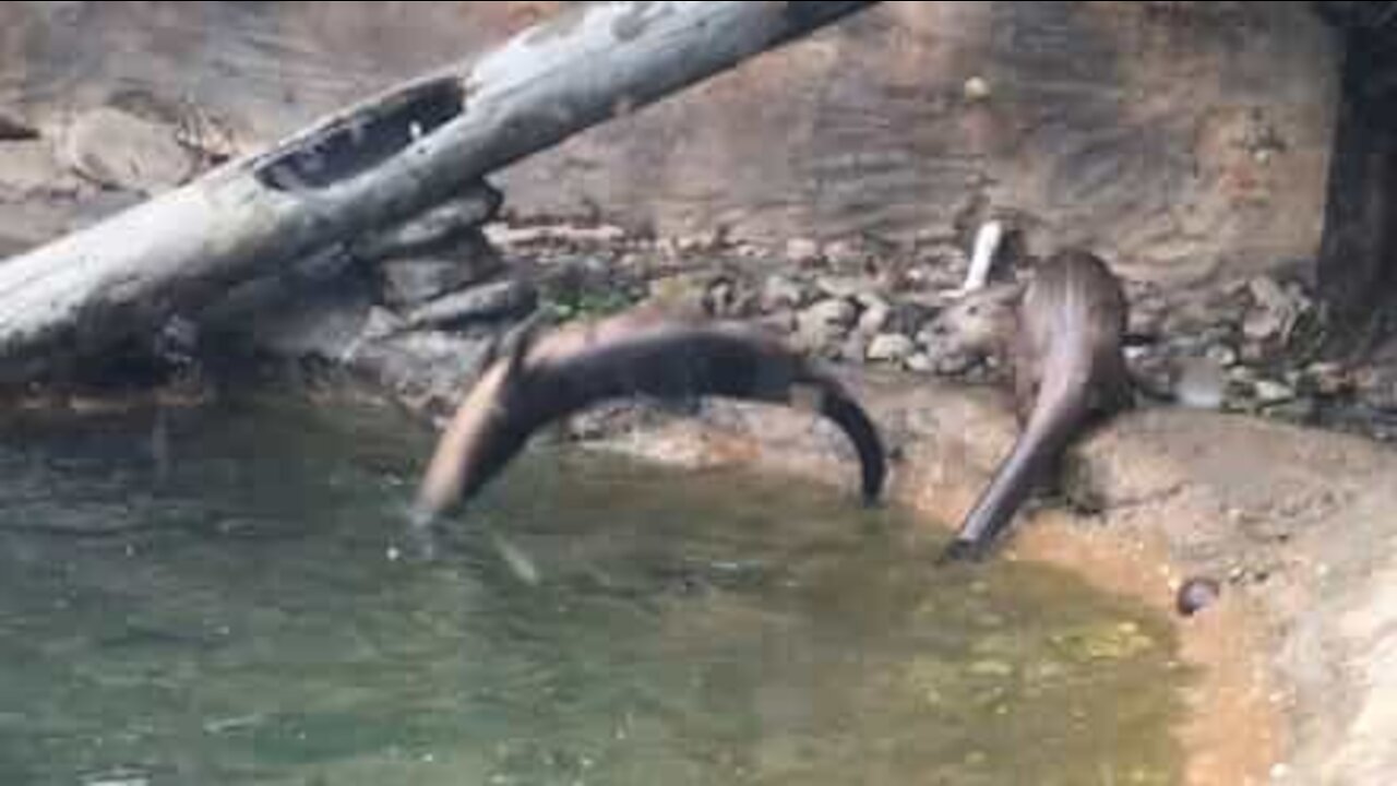 La lontra campionessa di tuffo acrobatico