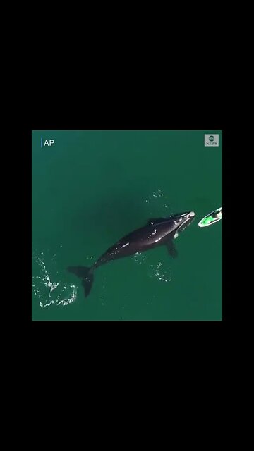 A friendly southern right whale swims right up to and underneath off the coast of Argentina.