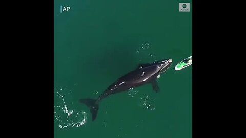 A friendly southern right whale swims right up to and underneath off the coast of Argentina.